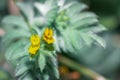 Lotus hispidus hairy birdÃ¢â¬â¢s foot trefoil yellow flowers during springtime